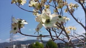 20150425_133222_R.jpg